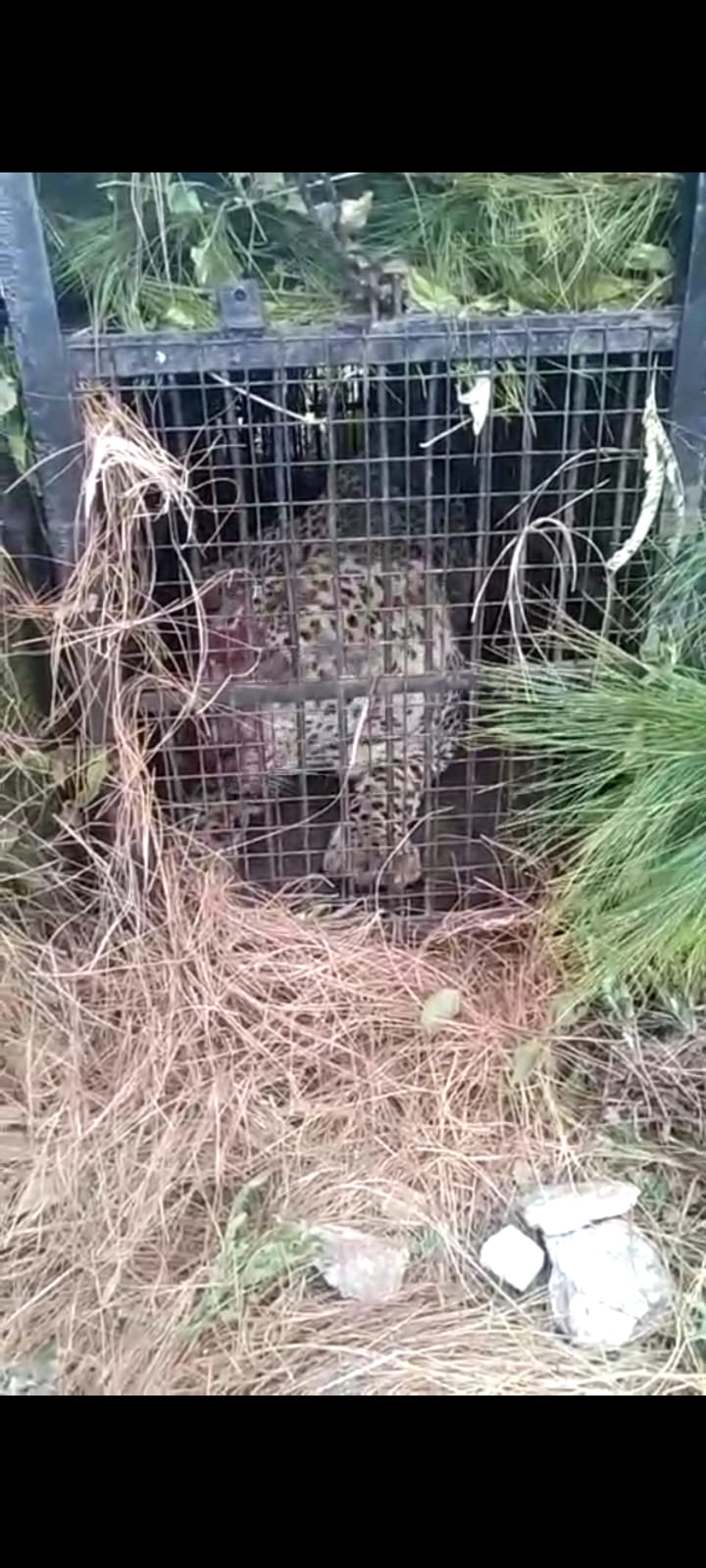Big news (Uttarakhand) The one who created terror by killing people turned out to be a cannibal, imprisoned in a cage