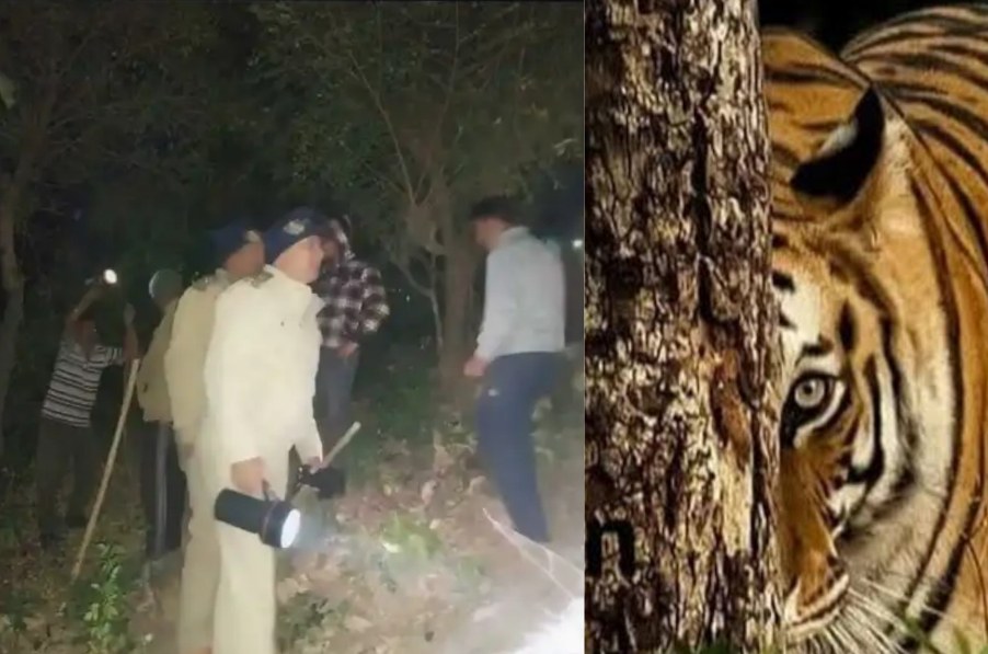 Uttarakhand: Tiger took away innocent child from the courtyard of the house, dead body recovered here