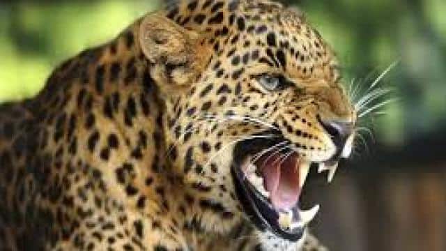 Uttarakhand: Leopard attacks child playing near mother, painful death of innocent child