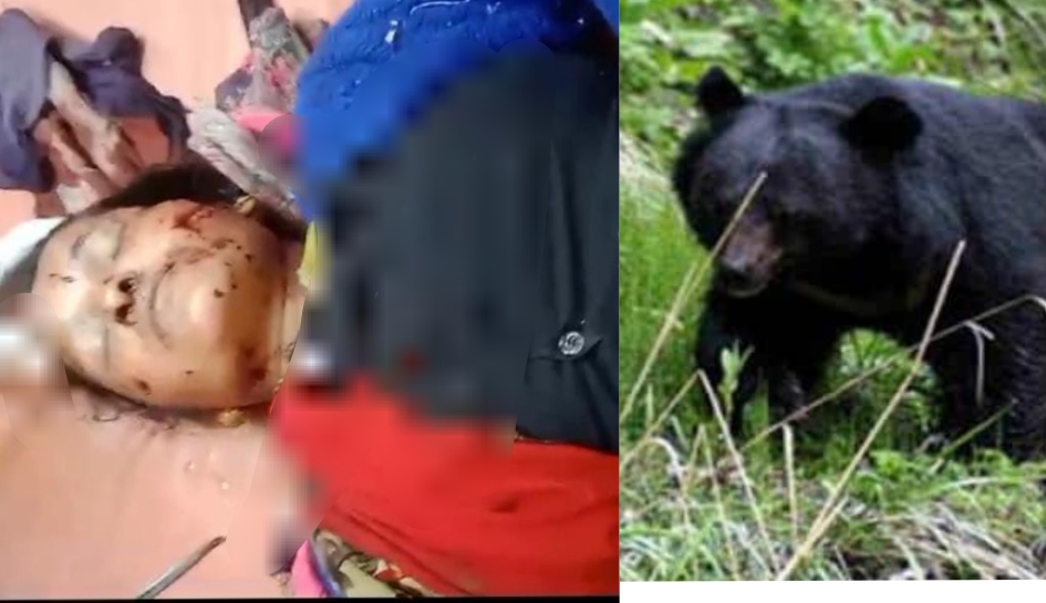 Nainital: Bear attacked woman and dragged her into the forest…people saved her life