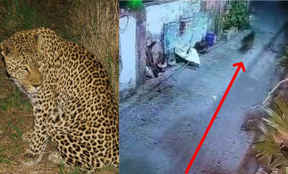 Discovery: Here in Reishi area, the dog was picked up in front of everyone and taken to Guldar.