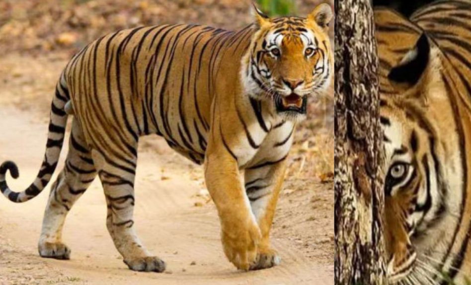 Nainital: A villager was dragged into the forest by a tiger, dead body found after much effort.