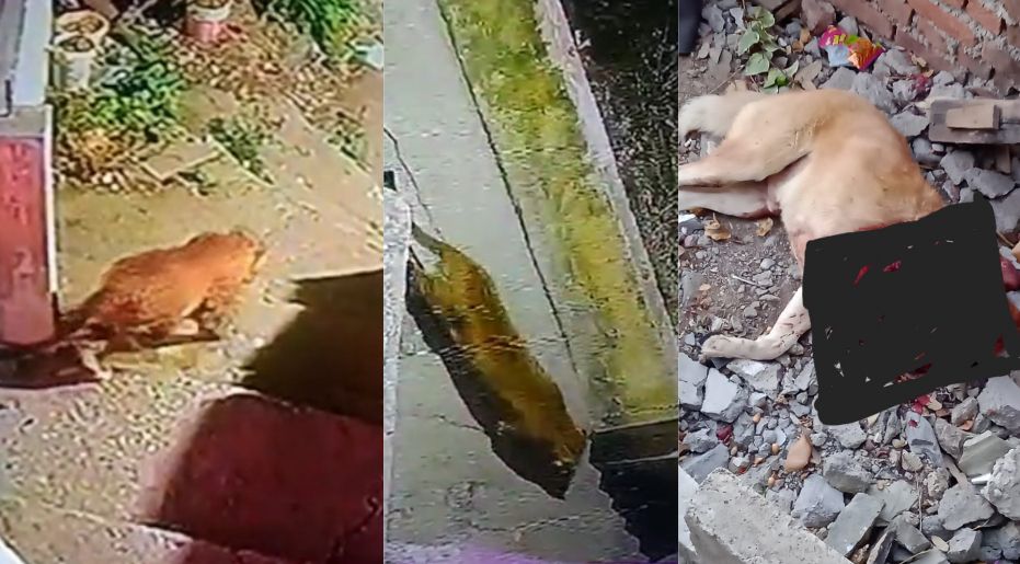 Nainital – See Guldar roaming in the houses, Pat was killed.