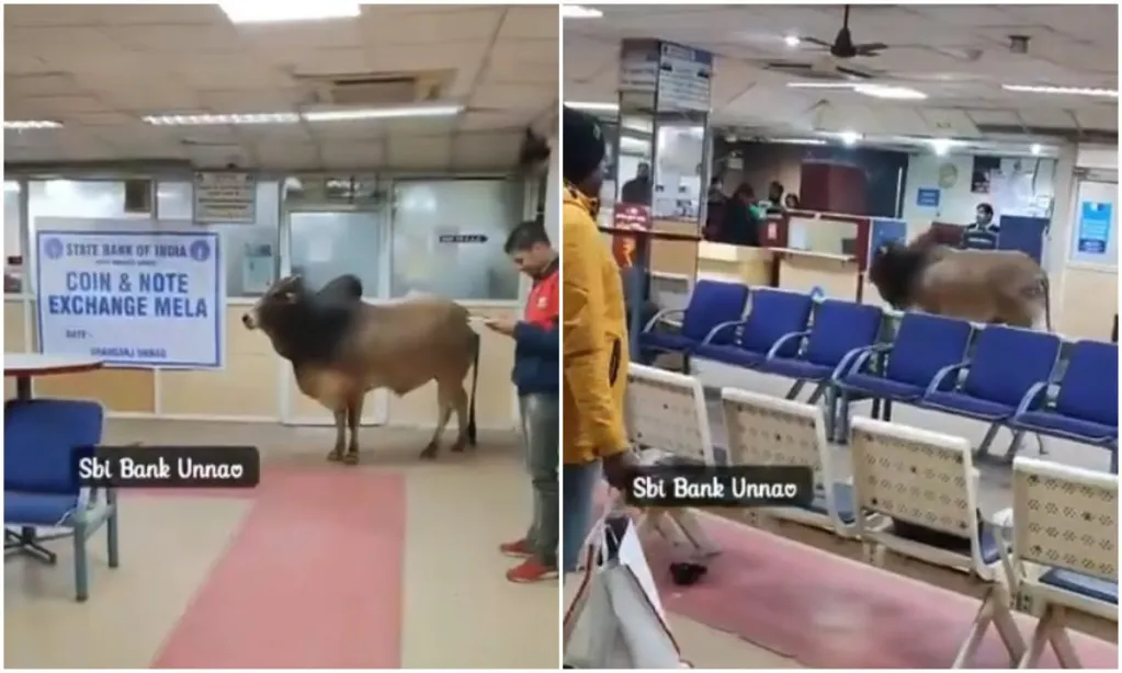 उत्तर प्रदेश : अचानक SBI बैंक आ पहुंचा सांड “मची अफरा तफरी” लोग बोले ‘पैसे निकालने आया होगा…