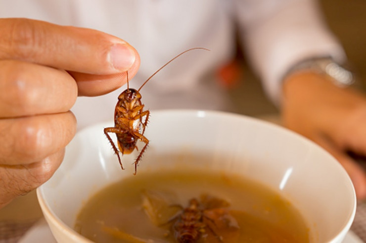 Nainital: Restaurant sealed after fungus was found in pulses and cockroaches in vegetables.