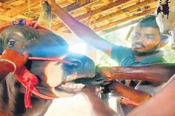 Shameful: YouTuber was feeding live cock to the bull during the game, case registered