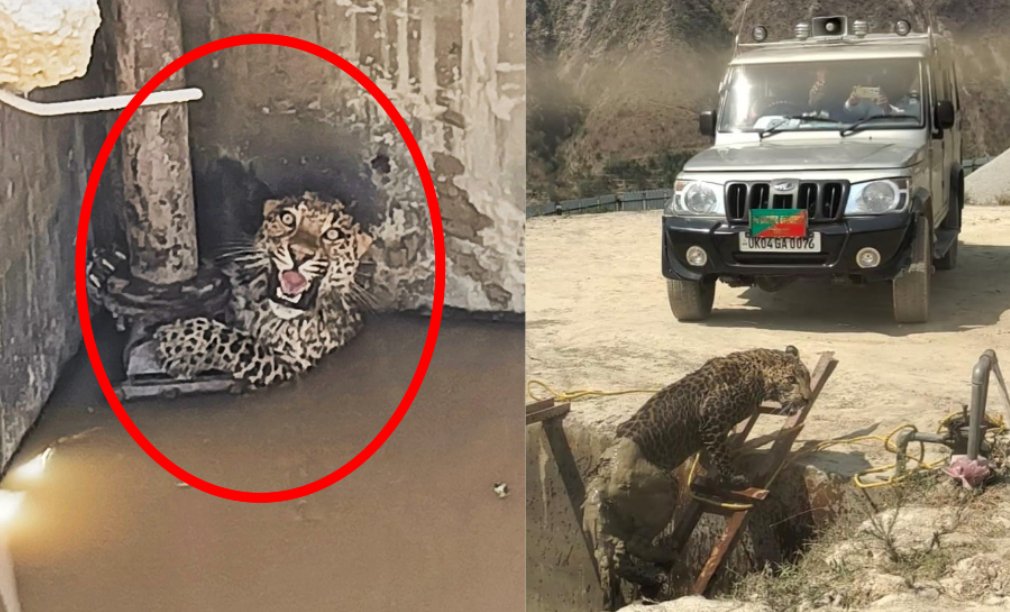 नैनीताल : स्टोन क्रशर के टैंक में गिरा गुलदार_देखें कैसे ढूंढा रास्ता।