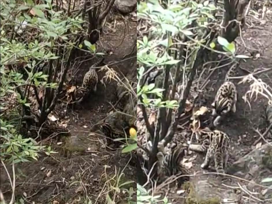 नैनीताल में सामने आया विलुप्तप्राय तेंदुआ बिल्ली के बच्चों का ये VIDEO..