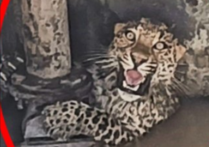 उत्तराखंड: 17 साल के लड़के को खूंखार गुलदार ने बनाया निवाला, इस हालत में मिला शव..
