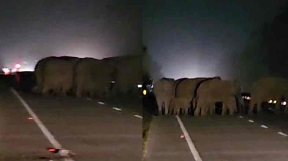 हलद्वानी-लालकुआं: हाईवे पर अचानक पहुंचा हाथियों का झुंड..वीडियो